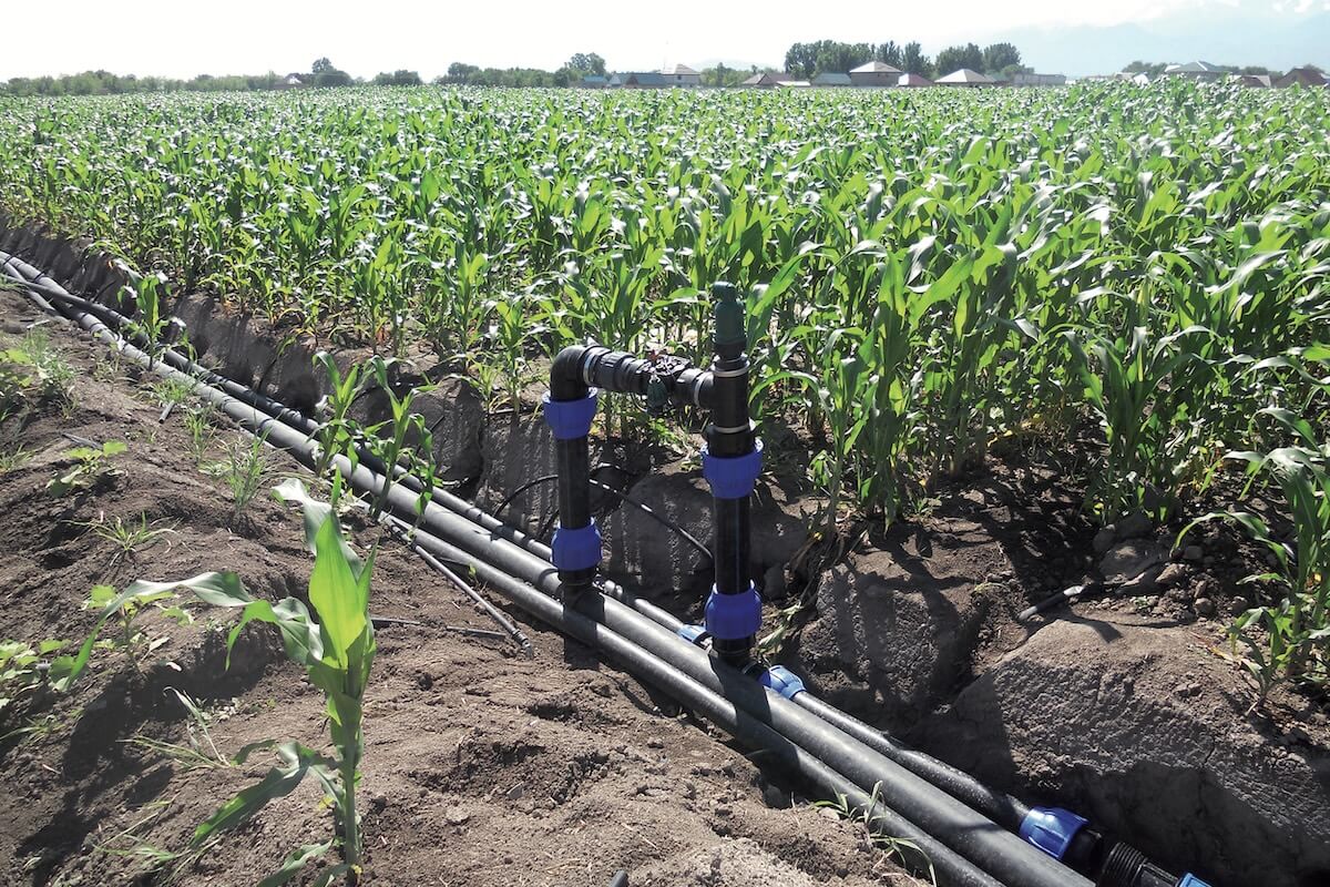 Installazione delle condotte principali per un impianto di subirrigazione su mais